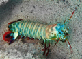   Mantis Shrimp caught open Pig Island near Madang. Check my post httpwww.messersmith.namewordpress200905mantisshrimpthealiensinmyfrontyard more information additional images. Madang http://www.messersmith.name/wordpress/2009/05/mantis-shrimp-the-aliens-in-my-front-yard/ http://wwwmessersmithname/wordpress/2009/05/mantis-shrimp-the-aliens-in-my-front-yard/ http://www messersmith name/wordpress/2009/05/mantis-shrimp-the-aliens-in-my-front-yard/ http:www.messersmith.namewordpress200905mantis-shrimp-the-aliens-in-my-front-yard http: www.messersmith.name wordpress 2009 05 mantis-shrimp-the-aliens-in-my-front-yard http://www.messersmith.name/wordpress/2009/05/mantisshrimpthealiensinmyfrontyard/ http://www.messersmith.name/wordpress/2009/05/mantis aliens front yard/ images  